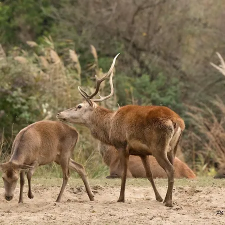 Villino Sporting * Lido di Spina