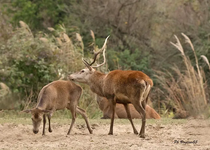 Villino Sporting * Lido di Spina