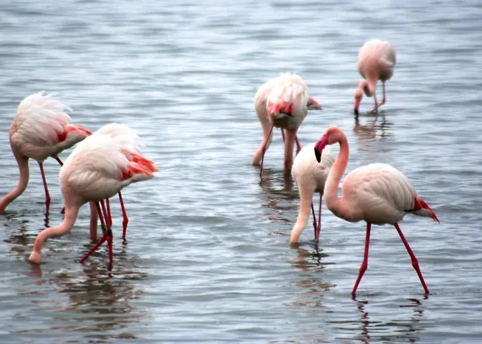 펜션 Villino Sporting 리도 디 스피나