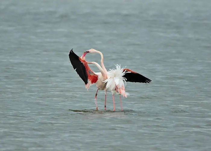 بيت للعطل Villino Sporting ليدو دي سبينا